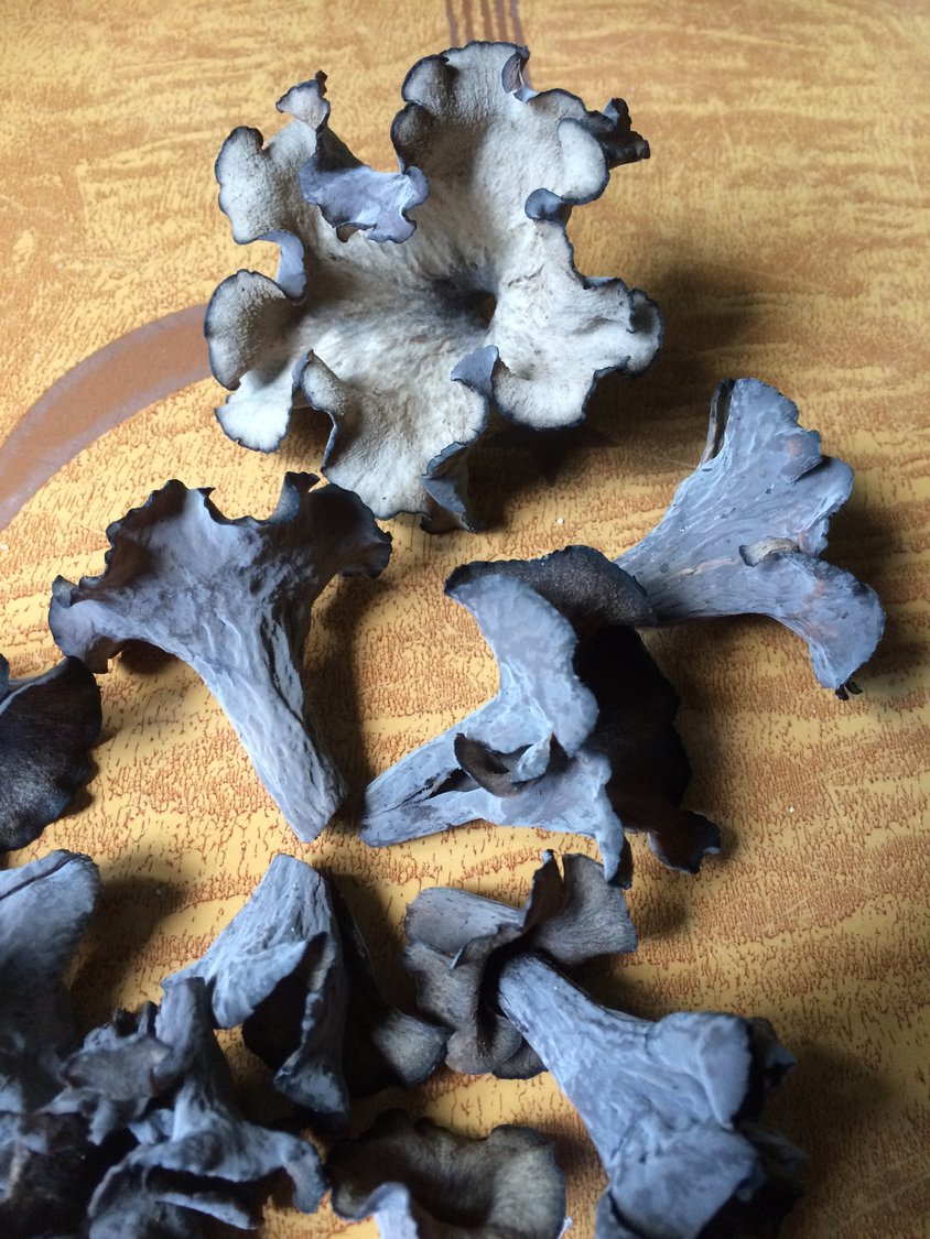 Black trumpet mushrooms (Craterellus cornucopioides), also known as black chanterelles or horn of plenty, are a delicate and delicious culinary delight with a mild smoky flavor.
